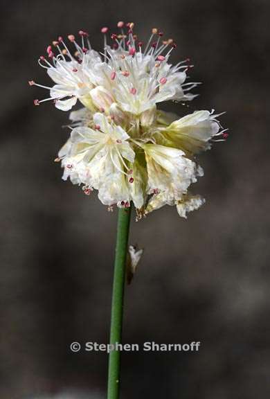 eriogonum nudum 9 graphic